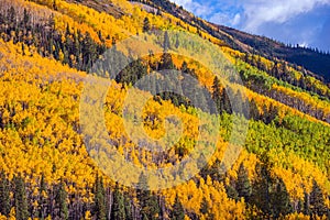 Autumn Foliage Colorado