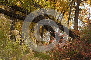 Autumn Foliage Colorful Background Photograph