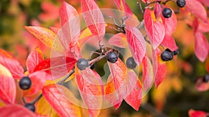 Autumn foliage of cotoneaster lucidus with a focus on berry. Fall colorful background. photo