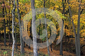 Autumn foliage in Effigy Mound National Monument, Iowa