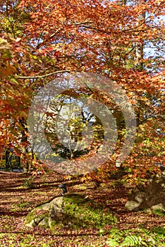 Autumn foliage at Eikando, Japan