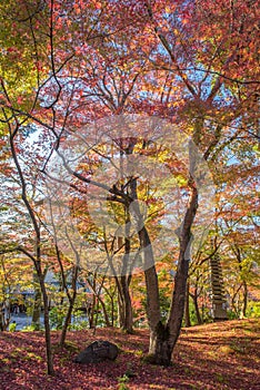 Autumn foliage at Eikando Temple