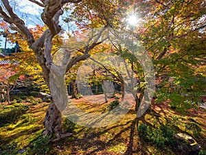 Autumn foliage at Enkoji Temple