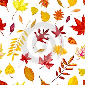 Autumn foliage, falling leaves of fall season vector