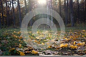 Autumn foliage in the forest