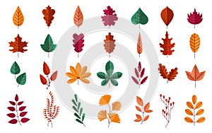 Autumn foliage. Forest red and yellow leaves of maple or oak. Orange chestnut trees. Fall season botanical graphic