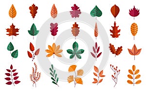Autumn foliage. Forest red and yellow leaves of maple or oak. Orange chestnut trees. Fall season botanical graphic elements.