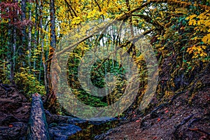 autumn foliage in the forest