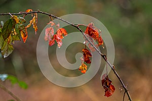 Autumn foliage in French forest