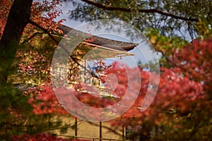 Autumn foliage in garden surrounding Kinkakuji Golden Pavillion in Kyoto, Japan