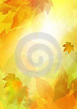 Autumn foliage and golden sunlight