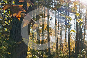 Autumn Foliage with Golden Sunlight