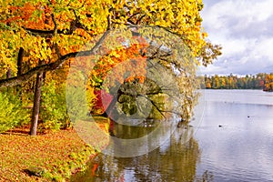 Autumn foliage and Grand pond in Catherine park, Pushkin Tsarskoe Selo, Saint Petersburg, Russia