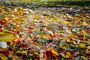 Autumn foliage on green grass, close up. Pile of leaves falling to ground in natural sunlight, soft selective focus. Abstract