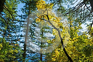 Autumn foliage on the Hamilton Mountain Trail in Beacon Rock State Park, Washington, USA