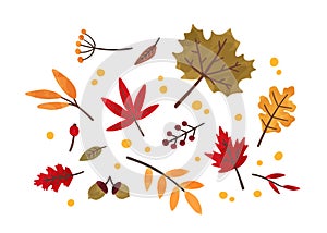 Autumn foliage hand drawn vector illustrations set. Different trees dried leafage and berries isolated on white