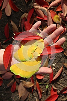 Autumn foliage, Japan