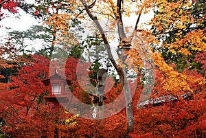 Autumn foliage in Japan - colorful japanese maple leaves during momiji season