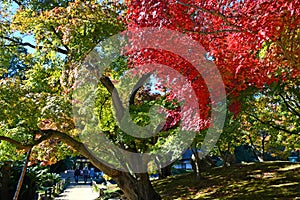 Autumn Foliage at Koraku-en, Okayama City, Japan