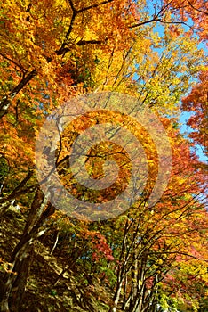 Autumn foliage in Korankei, Aichi, Japan