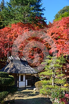 Autumn foliage in Korankei, Aichi, Japan