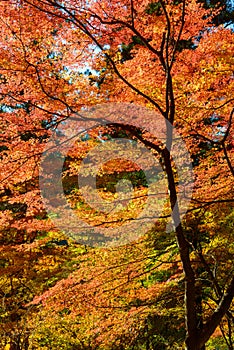 Autumn foliage in Korankei, Aichi, Japan