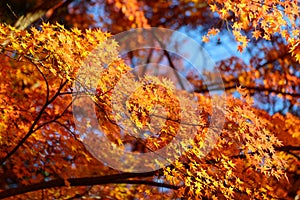 Autumn foliage in Korankei, Aichi, Japan