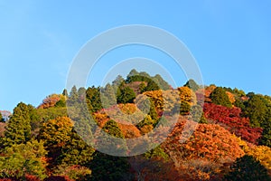 Autumn foliage in Korankei, Aichi, Japan