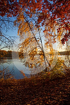 Autumn foliage on the lake