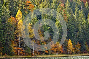 Autumn foliage in Lake Saint Ann