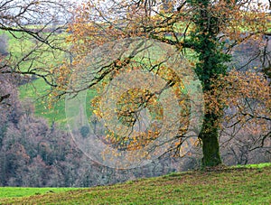 Autumn foliage on a large oak tree in the highlands
