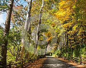 Autumn foliage lines a country road in rural Pennsylvania
