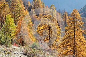 Autumn foliage in Maira valley cuneo italy