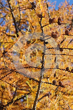 Autumn foliage in Maira valley cuneo italy