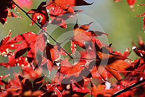 Autumn foliage in mountains of North Carolina