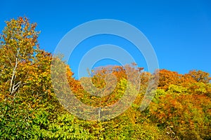 Autumn foliage of Mt.Hachimantai