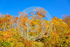 Autumn foliage of Mt.Hachimantai