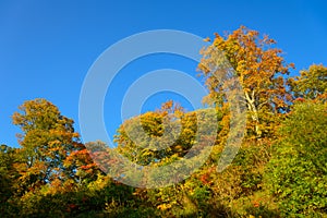 Autumn foliage of Mt.Hachimantai