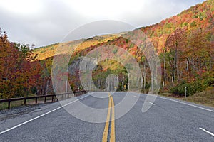 Autumn foliage in a Northeast forest