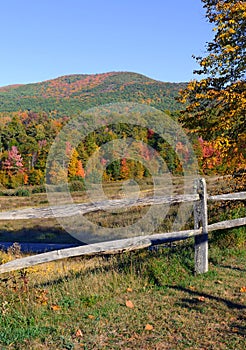 Autumn foliage in a Northeast forest photo