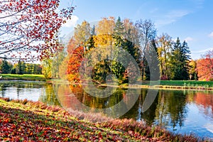 Autumn foliage in Pavlovsky park, Pavlovsk, Saint Petersburg, Russia