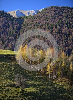 Autumn foliage in Piatra Craiului mountains