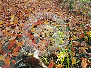 autumn foliage pine cat