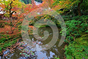 Autumn foliage at pond in Enkoji temple, Kyoto