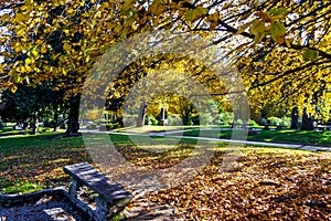 Autumn foliage in a pubblic park in Turin Piedmont, Italy