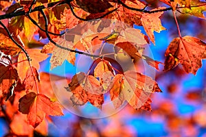 Autumn Foliage on a red Maple Tree