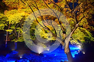 Autumn foliage in Rikugien Garden, Komagome, Tokyo