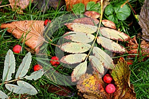 Autumn foliage and rowanberries with raindrop