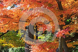 Autumn foliage in the Sankeien Garden, Yokohama, Kanagawa, Japan