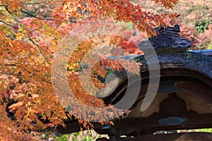 Autumn foliage in the Sankeien Garden, Yokohama, Kanagawa, Japan